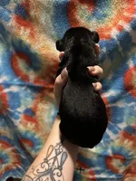 Labrador Retriever- Black, a male Labrador Retriever for sale in North Fort Myers, FL – 2 of 5
