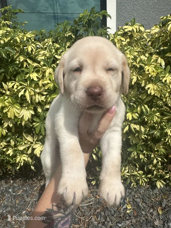 Labrador Retriever- Dudley 1 – Labrador Retriever puppy for sale in North Fort Myers, FL