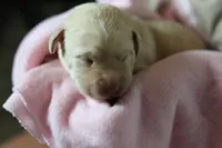 Labrador Retriever- Dudley 2, a female Labrador Retriever for sale in North Fort Myers, FL – 3 of 7