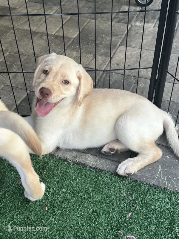 Labrador Retriever – Labrador Retriever puppy for sale in North Fort Myers, FL