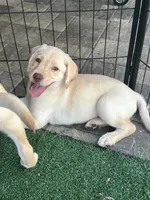 Labrador Retriever, a female Labrador Retriever for sale in North Fort Myers, FL – 1 of 10