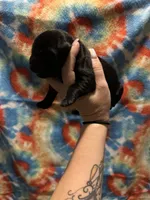 Labrador Retriever- Black, a male Labrador Retriever for sale in North Fort Myers, FL – 3 of 5