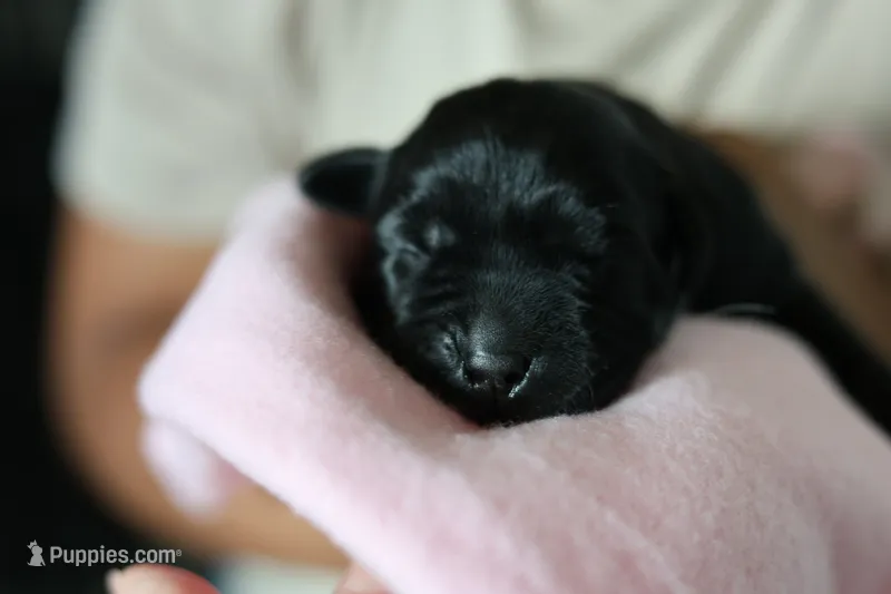 Labrador Retriever- black 2 – Labrador Retriever puppy for sale in North Fort Myers, FL