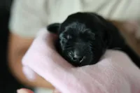 Labrador Retriever- black 2, a female Labrador Retriever for sale in North Fort Myers, FL – 1 of 6