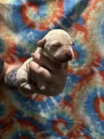 Labrador Retriever- Dudley, a female Labrador Retriever for sale in North Fort Myers, FL – 5 of 10