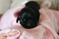 Labrador Retriever-black 1, a female Labrador Retriever for sale in North Fort Myers, FL – 3 of 5