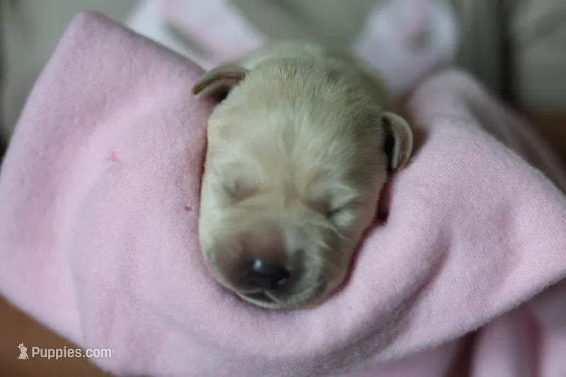 Labrador Retriever-yellow 2 – Labrador Retriever puppy for sale in North Fort Myers, FL