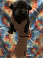 Labrador Retriever- Black, a male Labrador Retriever for sale in North Fort Myers, FL – 1 of 5