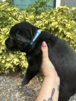 Labrador Retriever, a female Labrador Retriever for sale in North Fort Myers, FL – 3 of 8
