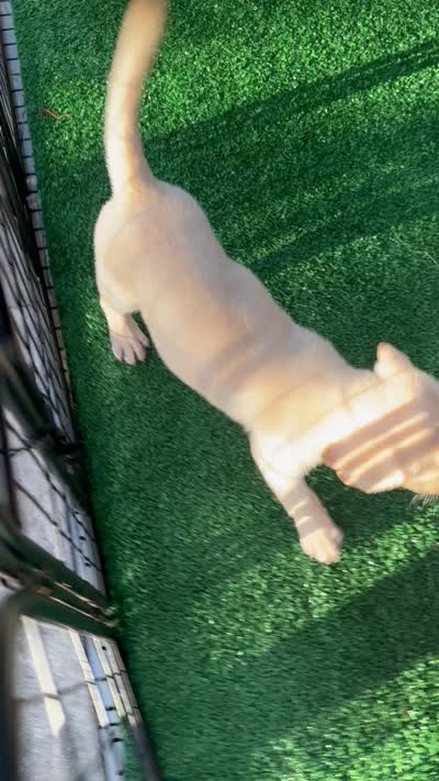 Labrador Retriever- Dudley 1, a female Labrador Retriever for sale in North Fort Myers, FL – 6 of 6