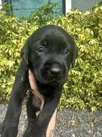 Labrador Retriever, a female Labrador Retriever for sale in North Fort Myers, FL – 1 of 8