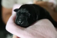 Labrador Retriever- black 2, a female Labrador Retriever for sale in North Fort Myers, FL – 2 of 6