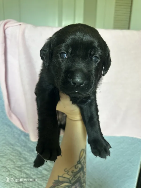 Labrador Retriever- black 2 – Labrador Retriever puppy for sale in North Fort Myers, FL