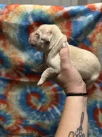 Labrador Retriever- yellow, a female Labrador Retriever for sale in North Fort Myers, FL – 4 of 10