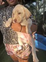 Labrador Retriever- Dudley 1, a female Labrador Retriever for sale in North Fort Myers, FL – 3 of 6