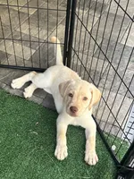 Labrador Retriever, a female Labrador Retriever for sale in North Fort Myers, FL – 2 of 10