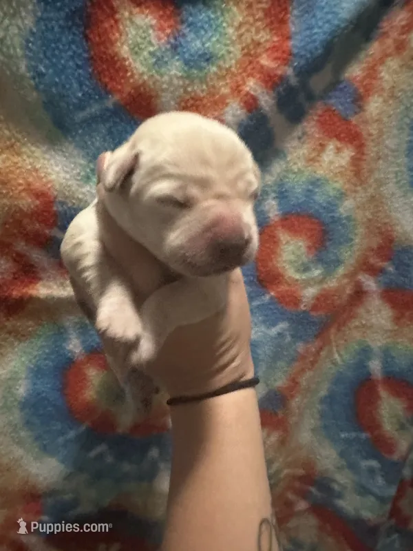 Labrador Retriever- yellow – Labrador Retriever puppy for sale in North Fort Myers, FL