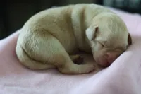 Labrador Retriever- Dudley, a female Labrador Retriever for sale in North Fort Myers, FL – 2 of 10