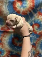 Labrador Retriever- Dudley, a female Labrador Retriever for sale in North Fort Myers, FL – 6 of 10