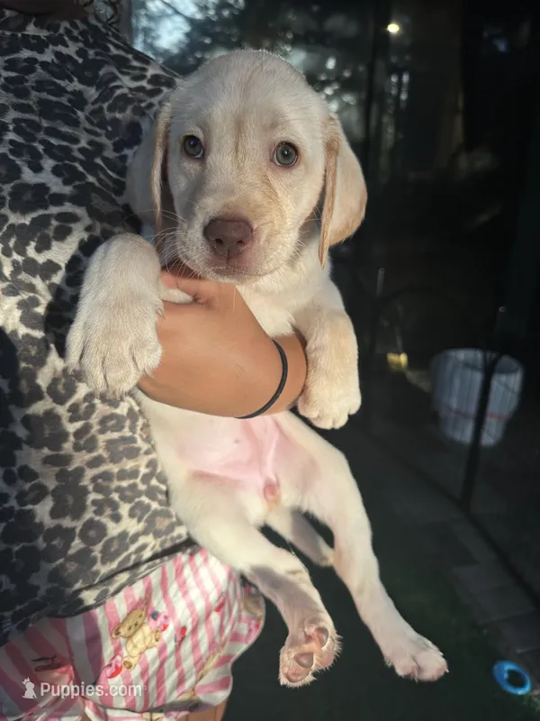 Labrador Retriever- Dudley 1 – Labrador Retriever puppy for sale in North Fort Myers, FL