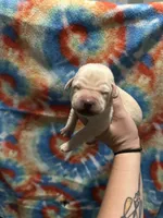 Labrador Retriever- yellow, a female Labrador Retriever for sale in North Fort Myers, FL – 2 of 10