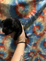 Labrador Retriever-black, a female Labrador Retriever for sale in North Fort Myers, FL – 3 of 8