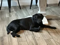 Labrador Retriever- Black, a male Labrador Retriever for sale in North Fort Myers, FL – 5 of 5