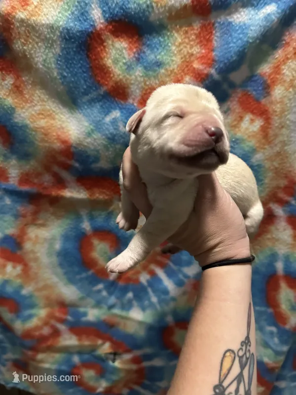 Labrador Retriever- yellow – Labrador Retriever puppy for sale in North Fort Myers, FL