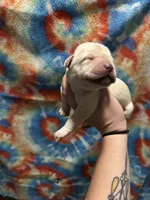 Labrador Retriever- yellow, a female Labrador Retriever for sale in North Fort Myers, FL – 1 of 10