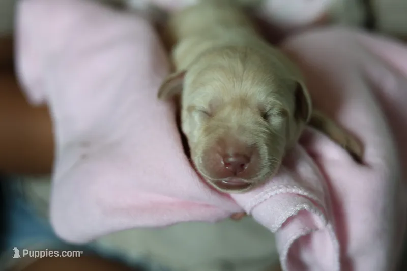 Labrador Retriever- Dudley 2 – Labrador Retriever puppy for sale in North Fort Myers, FL