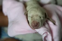 Labrador Retriever- Dudley 2, a female Labrador Retriever for sale in North Fort Myers, FL – 1 of 7