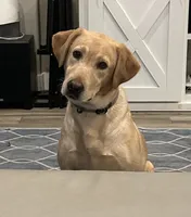 Female Labrador Retriever (Polar Bear), a female Labrador Retriever for sale in North Fort Myers, FL – Photo 6 of 8