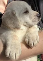 Female Labrador Retriever (Polar Bear), a female Labrador Retriever for sale in North Fort Myers, FL – Photo 4 of 8