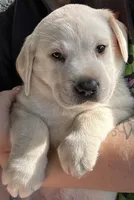Female Labrador Retriever (Polar Bear), a female Labrador Retriever for sale in North Fort Myers, FL – Photo 1 of 8