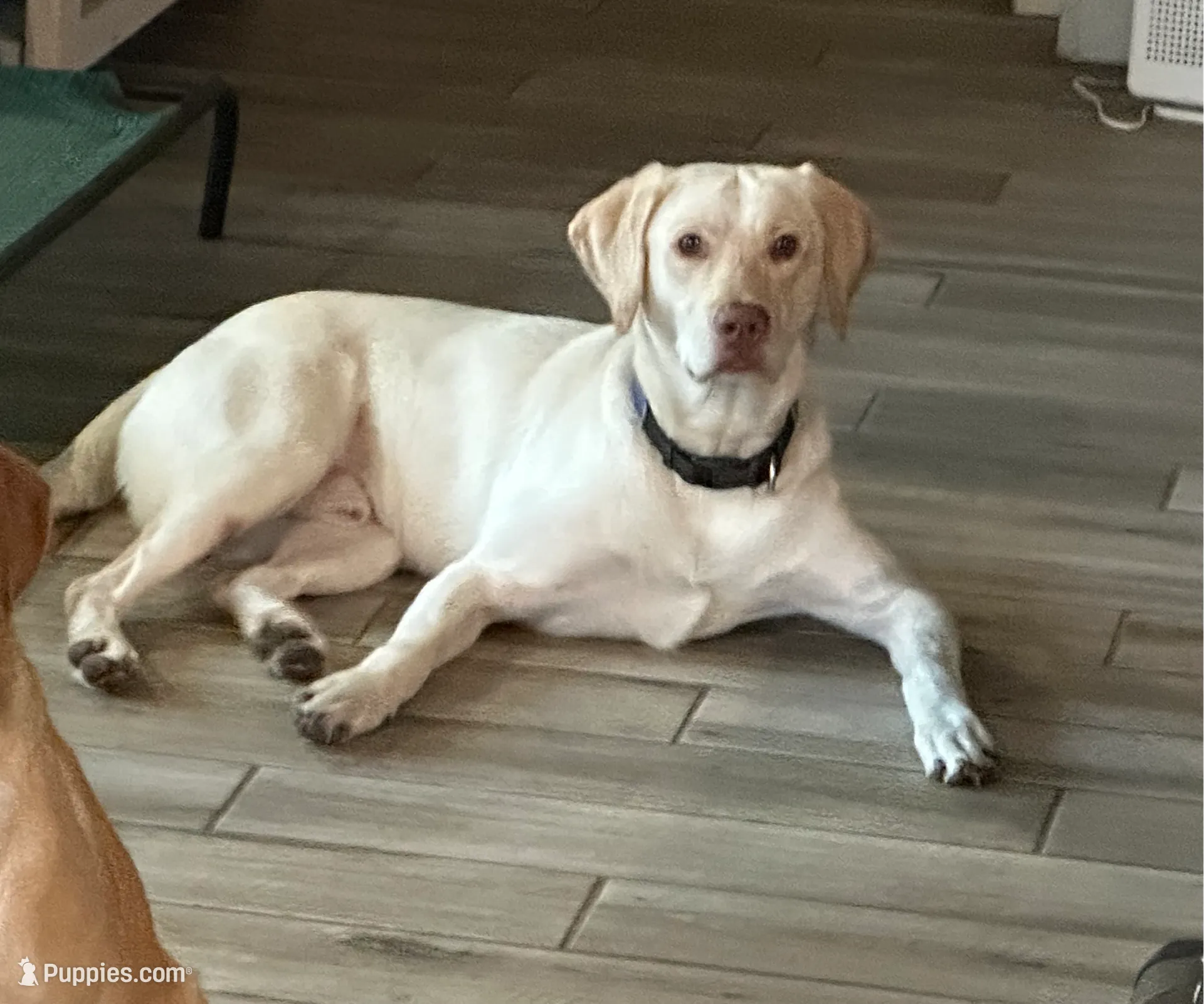 Female Labrador Retriever (Polar Bear), a female Labrador Retriever for sale in North Fort Myers, FL – Photo 5 of 8