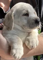 Female Labrador Retriever (Polar Bear), a female Labrador Retriever for sale in North Fort Myers, FL – Photo 3 of 8