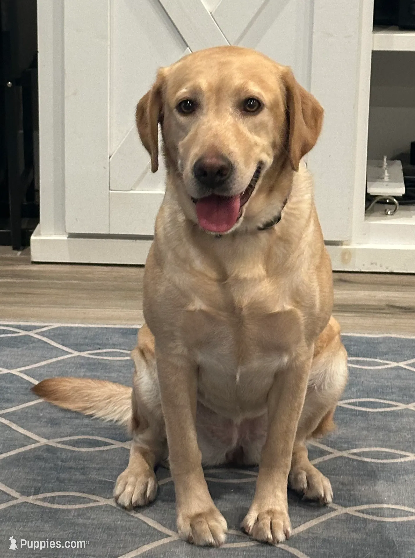 Female Labrador Retriever (Polar Bear), a female Labrador Retriever for sale in North Fort Myers, FL – Photo 8 of 8