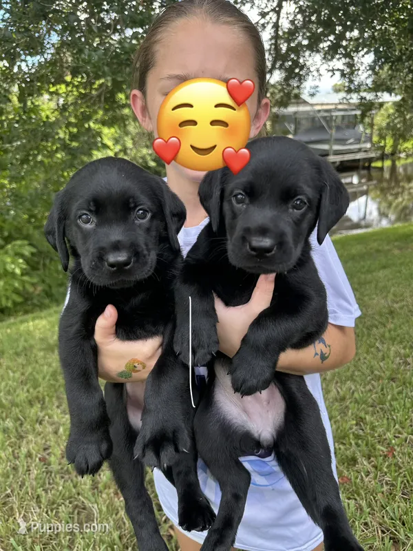 Labrador Retriever – Labrador Retriever puppy for sale in North Fort Myers, FL