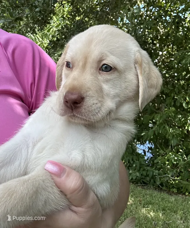 Labrador Retriever- Dudley 2 – Labrador Retriever puppy for sale in North Fort Myers, FL