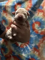 Labrador Retriever- Dudley, a female Labrador Retriever for sale in North Fort Myers, FL – 8 of 10
