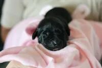 Labrador Retriever-black 1, a female Labrador Retriever for sale in North Fort Myers, FL – 2 of 5