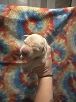 Labrador Retriever- yellow, a female Labrador Retriever for sale in North Fort Myers, FL – 3 of 10