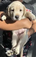 Female Labrador Retriever (Golden Color), a female Labrador Retriever for sale in North Fort Myers, FL – Photo 2 of 8