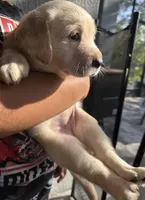 Female Labrador Retriever (Golden Color), a female Labrador Retriever for sale in North Fort Myers, FL – Photo 3 of 8