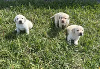 Female Labrador Retriever (Golden Color), a female Labrador Retriever for sale in North Fort Myers, FL – Photo 4 of 8