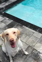 Female Labrador Retriever (Golden Color), a female Labrador Retriever for sale in North Fort Myers, FL – Photo 5 of 8