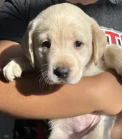 Female Labrador Retriever (Golden Color), a female Labrador Retriever for sale in North Fort Myers, FL – Photo 1 of 8