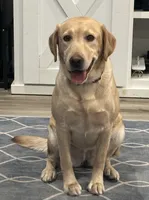 Female Labrador Retriever (Golden Color), a female Labrador Retriever for sale in North Fort Myers, FL – Photo 6 of 8