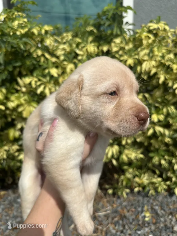 Labrador Retriever- Dudley 2 – Labrador Retriever puppy for sale in North Fort Myers, FL