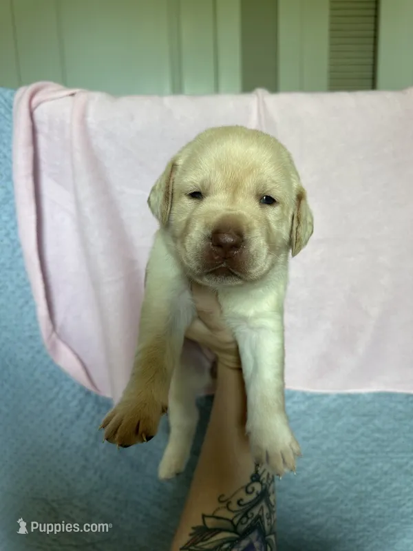 Labrador Retriever- Dudley 1 – Labrador Retriever puppy for sale in North Fort Myers, FL